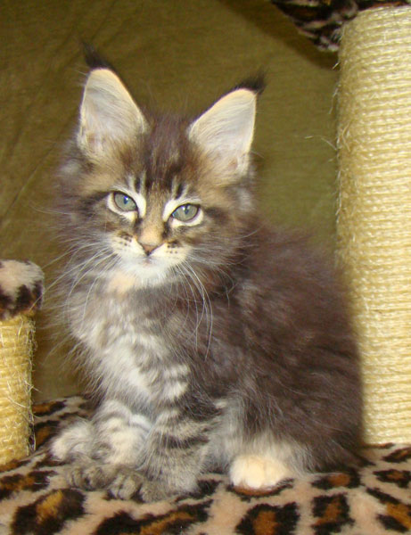     Catsvill County!   !    !       !!!    Catsvill County +7-926-544-74-09     .   ,   ,   ,    ,   ,  ,     ,   -,    ,   !